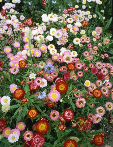 660.00 Everlasting flowerrs - garden